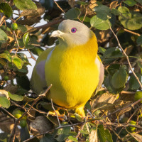 Yellow-footed Green-Pigeon